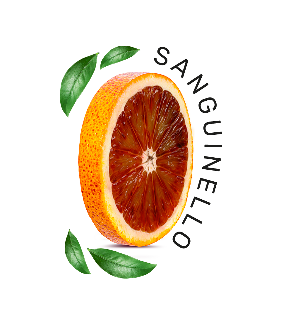 Sanguinello_4