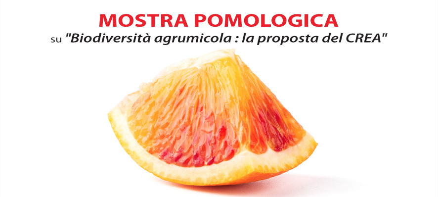 Mineo | Mostra Pomologica 12 Marzo 2022