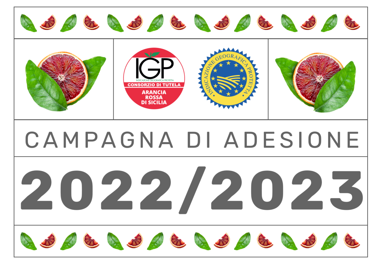 Agrumicoltura | Al via la campagna di adesione 2022/2023 al Consorzio Arancia Rossa di Sicilia IGP.