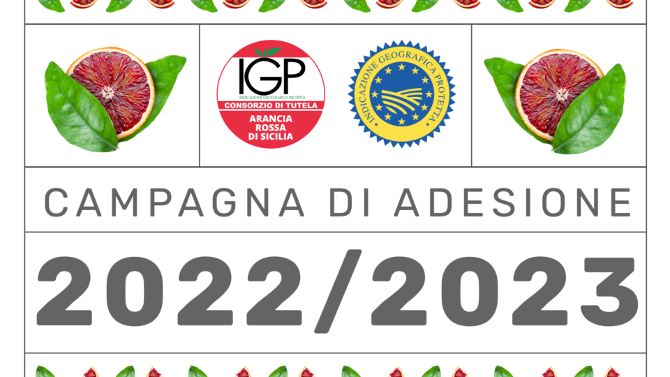 Agrumicoltura | Al via la campagna di adesione 2022/2023 al Consorzio Arancia Rossa di Sicilia IGP.