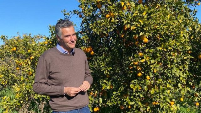 Agrumicoltura | È allarme Xylella degli agrumi, confermati i primi casi in Portogallo, il batterio si è sviluppato da una sottospecie