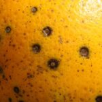 Arance contaminate dal Sudafrica, Diana (Consorzio Arancia Rossa di Sicilia IGP) “Immediata sospensione delle importazioni degli agrumi sudafricani”