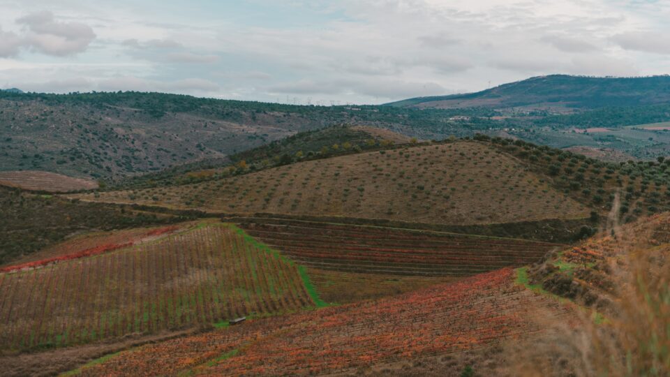 Cartelle esattoriali per migliaia di euro agli agricoltori, Diana: “Una beffa che incredibile. La Regione intervenga”