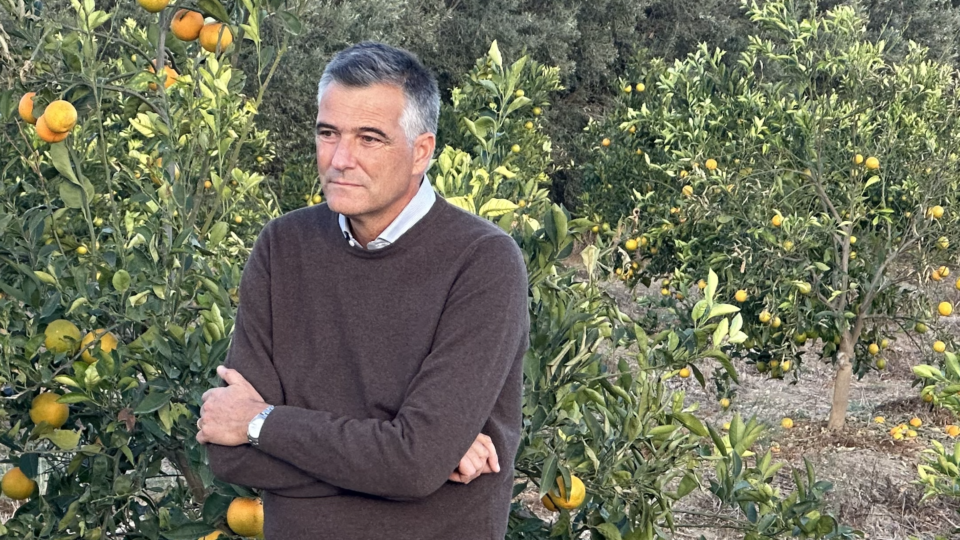 Siccità | Il Consorzio Arancia Rossa di Sicilia invita il ministro Lollobrigida a Catania.