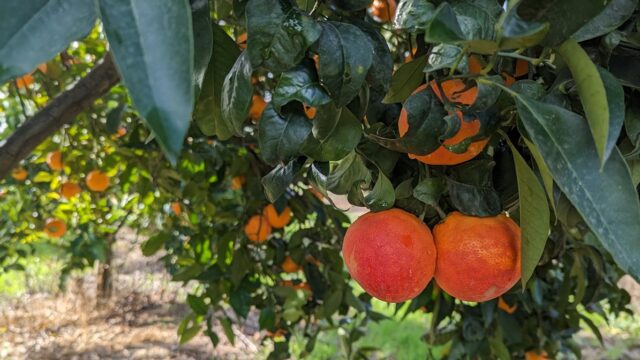 L’Arancia Rossa di Sicilia IGP sui banchi di scuola: obiettivo educazione alimentare